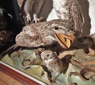 Im Naturalienkabinett des Stadtmuseums Saalfeld