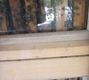 Bienen