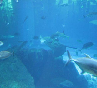 Im Aquarium