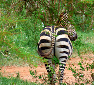 Amboseli