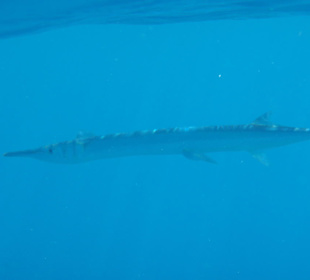 Unterwasser (Hausriff Hotel Arabella Azur Beach Resort)