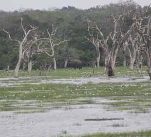 Elefanten auf Safari