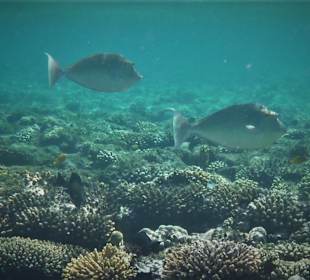 Schnorcheln Sahl Hasheesh