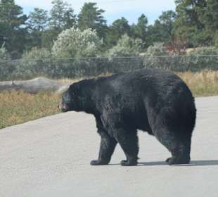 Bear Country Rapid City