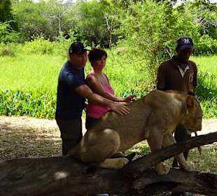 Hautnah bei den Löwen