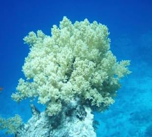 Traumhafte Koralle
