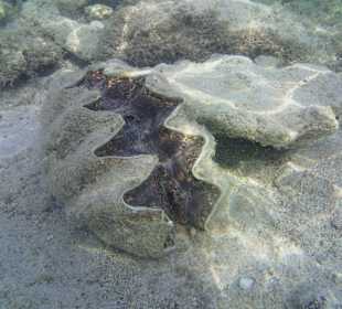 Schnorcheln Abu Dabbab