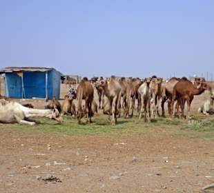 Kamelmarkt Al Shalateen