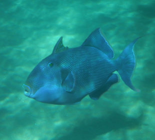 Ein schöner bunter Fisch