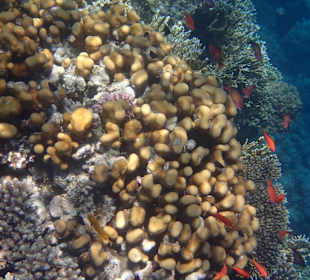 Schnorcheln / Delfintour