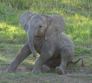 Elefant