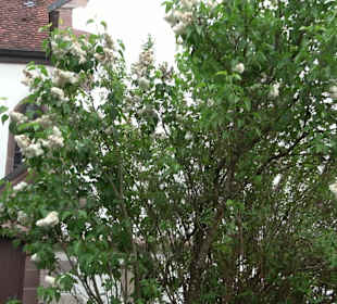 Marien- und Georgskirche Neuneck