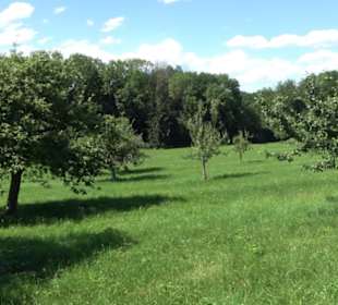 Eduard Lucas Musterobstgarten Mähringen