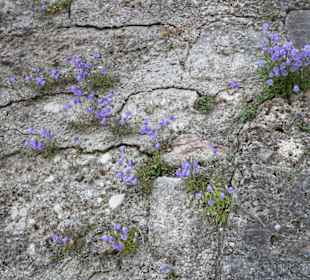 Festung Hohensalzburg