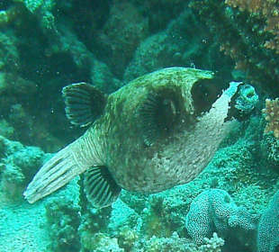 Tauchen bei der DC über Oototo Holiday Service gebucht