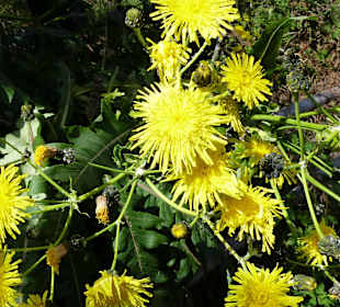 Parque Nacional de Garajonay