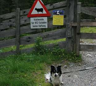 Unser Hund ist fleißig mitgewandert