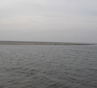 Seehundbank Tegeler Plate