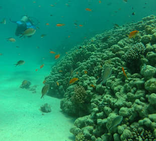 Schnorcheln Marsa Alam