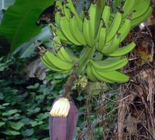 Bananenstaude