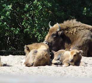 Wildparkimpressionen
