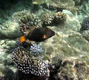 Gelbschwanz Drücker