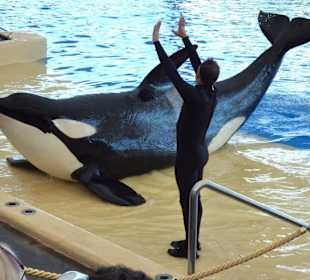 Orca-Show