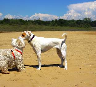 Der Hundestrand dei Pini