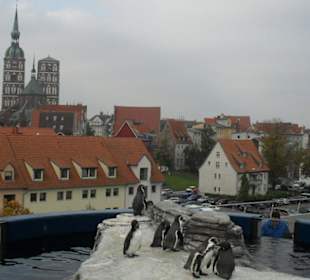 Pinguine im Ozeaneum