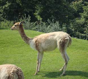 Lama