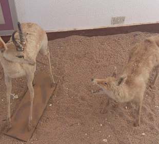 Fahrradausflug in die Wüste