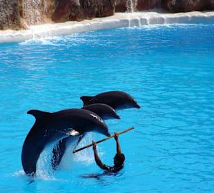 Loro Park - Delfin - Show