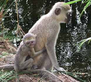 Affenmutter mit Nachwuchs