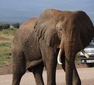 Amboseli NP