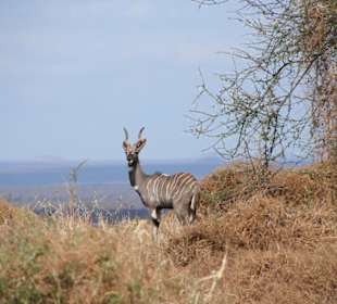 Bongo bzw.  Streifenantilope in Tsavo West