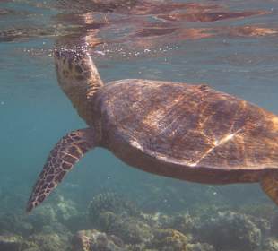 Meeresschildkröte