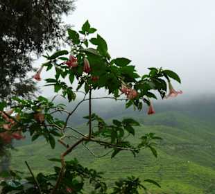 Teeplantage bei Brinchang