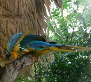 Manati park bavaro