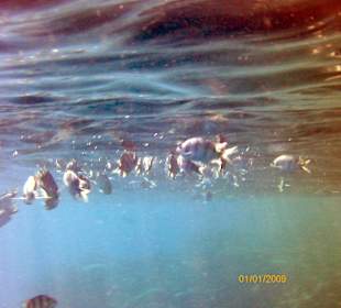 Fische im Sonnenlicht an der Wasseroberflache