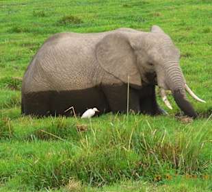 Tsavo West / - Ost / Amboselli