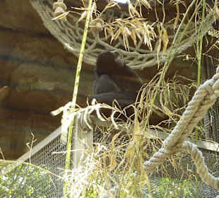 Gibbon