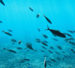 Schnorcheln Sahl Hasheesh