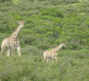 Giraffen (Jeepsafari)