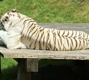 Kameltheater & Weißer Hof