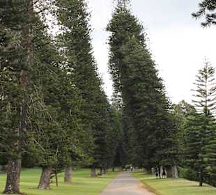 Танцующие деревья