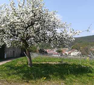  Alte Burg Gimmeldingen