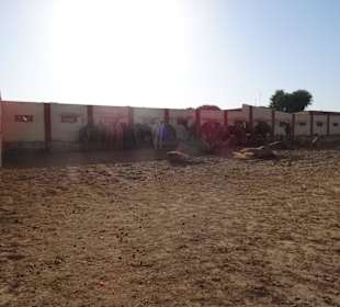 Auf dem Gelände der Kamelfarm
