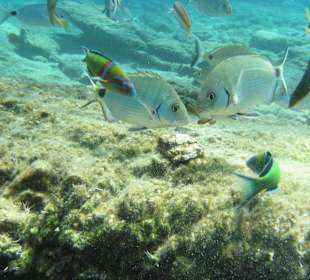 Unterwasserwelt Bucht in Gümbet