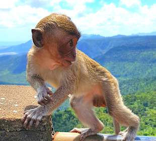 Black River Gorges National Park