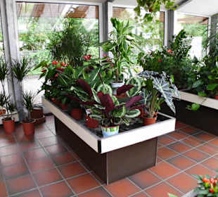 Blick ins Treibhaus